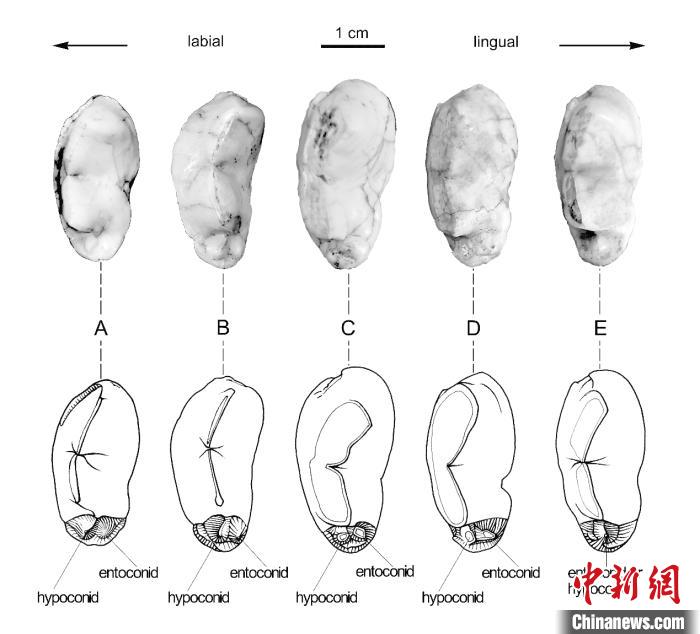 200万年前短吻硕鬣狗是欧洲土著？最新研究说“不”