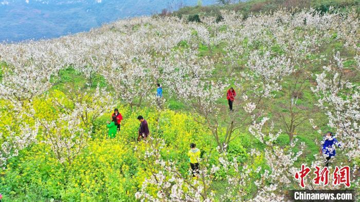 古人赏花有多浪漫？燃香、抚琴，收集落花当坐垫