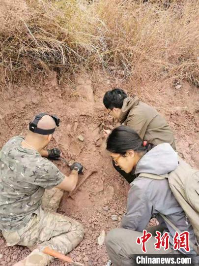 云南出土约3岁恐龙幼体化石 不属任何已知属种