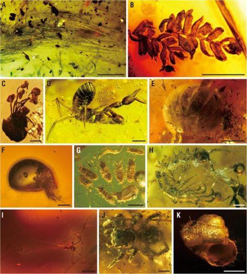 中外科学家“解锁”1500万年前热带雨林“宝石库”