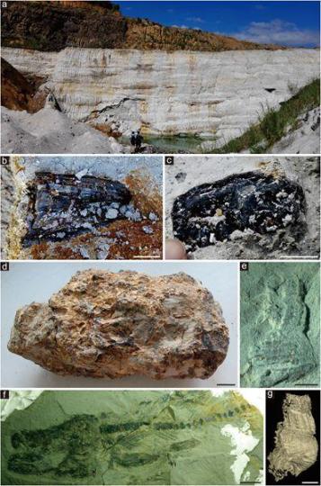 中外科学家“解锁”1500万年前热带雨林“宝石库”