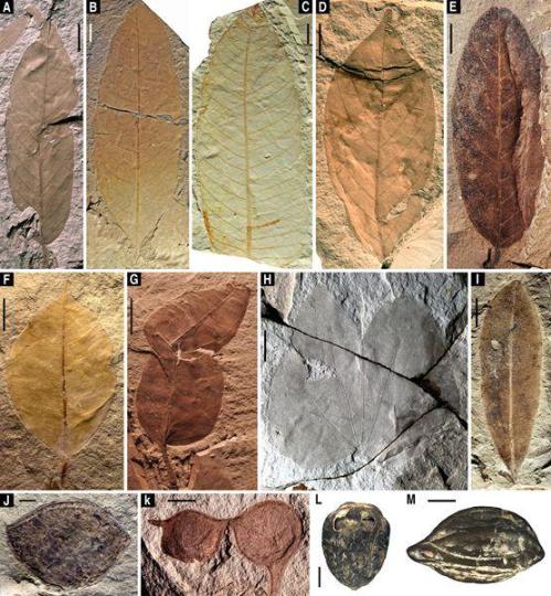 中外科学家“解锁”1500万年前热带雨林“宝石库”